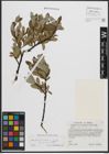 Foto von Salix phylicifolia L.